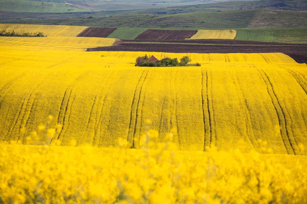 Reparcelaciones · Topógrafos Servicios Topográficos y Geomáticos La Matanza de Acentejo